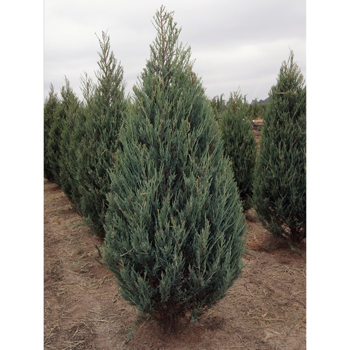 Можжевельник скальный Можжевельник скальный "Скайрокет", Р9, 1шт, h 3-20 см, Осень 2024