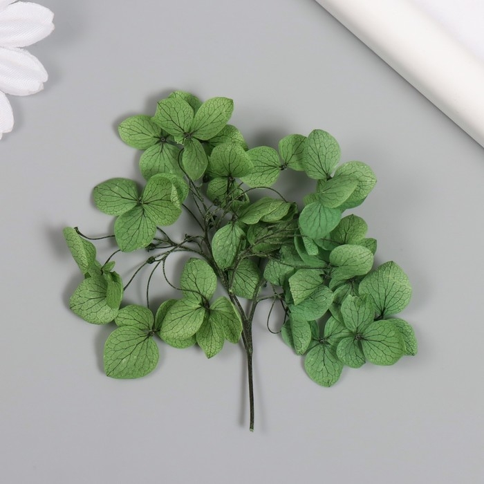 Сухоцвет Сухоцвет "Гортензия" зелёный h=6-6,5 см