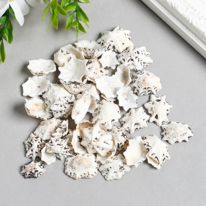 Ракушки декоративные Ракушки декоративные "Zlatka" 100 г ± 5 г, 2.5 см