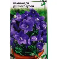 Семена цветов Платикодон Деви, голубой 30 шт