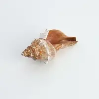 Ракушка декоративная, 8-11 см