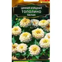 Семена цветов Цинния Тополино белая Золотая серия, Ц/П,12 шт. Семена цветов Цинния Тополино белая Золотая серия, Ц/П,12 шт.