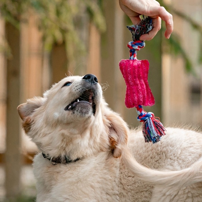 Игрушка мягкая для собак  Игрушка мягкая для собак "Особая кость на канате", с пищалкой, 25 см, микс цветов
