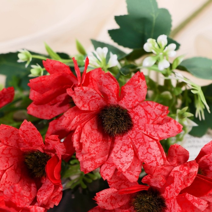 Букет Букет "Ромашка декоративная колор" 5х25 см, микс