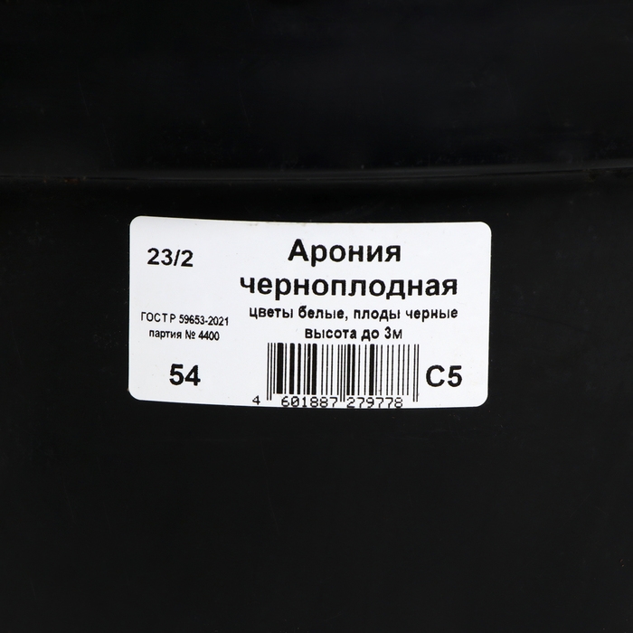 Арония черноплодная, C5 горшок , 1 шт, Осень 2024 Арония черноплодная, C5 горшок , 1 шт, Осень 2024
