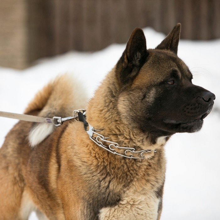 Ошейник строгий с металлическим фастексом и защитными колпачками, 63 см, толщина проволоки 4 Ошейник строгий с металлическим фастексом и защитными колпачками, 63 см, толщина проволоки 4