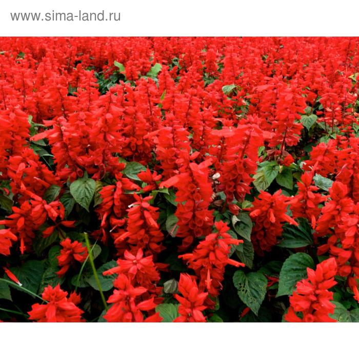 Семена цветов Сальвия Ред Алерт 1000 шт Семена цветов Сальвия Ред Алерт 1000 шт