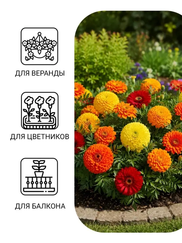 Семена цветов Бархатцы &laquo;Махровые Гиганты&raquo;, ц/п, О, 0.2 г