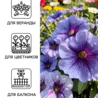 Семена Цветов Петуния &laquo;Мираж Лавандер&raquo;, 10 шт.