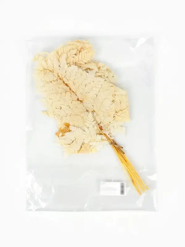 Сухоцвет Папоротник МИКС, 10 шт в упаковке