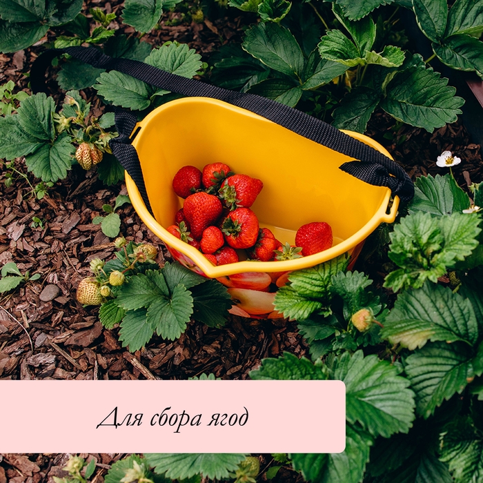 Ёмкость для сбора ягод, 3 л, «Яблочки», жёлтая