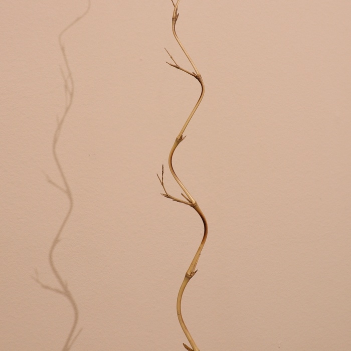 Интерьерный декор из бамбука, 200 см светлый Интерьерный декор из бамбука, 200 см светлый