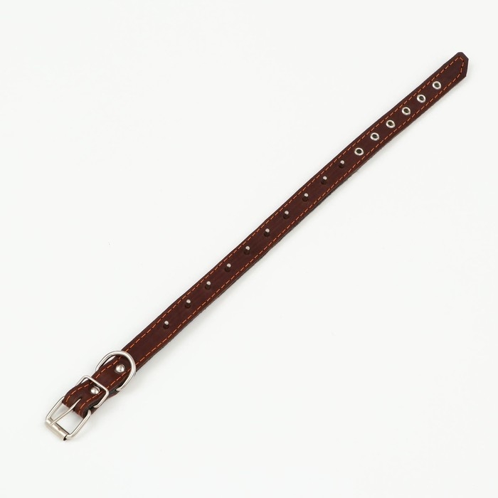 Ошейник кожаный на синтепоне, с шипами, 2 х 40 см, ОШ 25-35 см,тёмно-коричневый Ошейник кожаный на синтепоне, с шипами, 2 х 40 см, ОШ 25-35 см,тёмно-коричневый