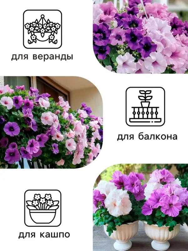 Семена цветов Петуния махровая каскадная &laquo;Блю & Орхид&raquo;, F1, смесь, 5 шт., однолетник, Premium seeds