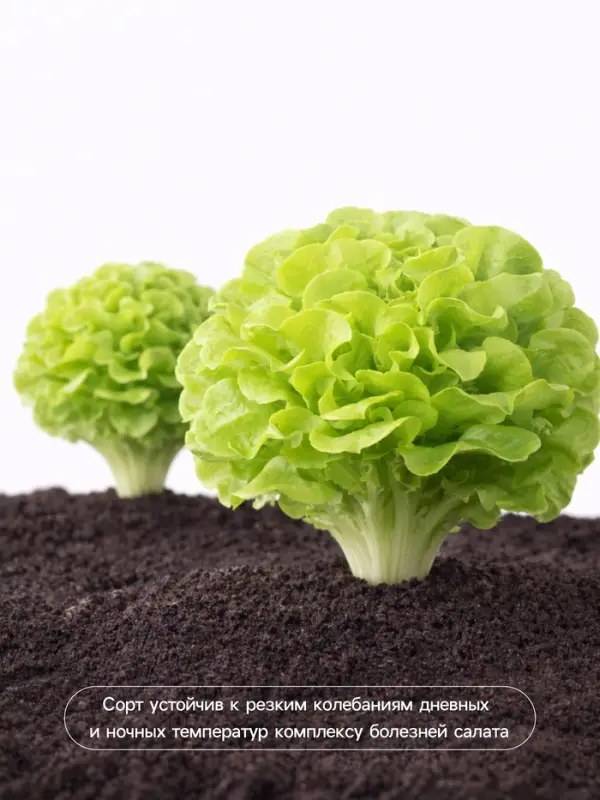 Семена Салат &laquo;Бутерброд&raquo; листовой, 0.5 г, &laquo;Аэлита&raquo;
