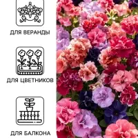 Семена цветов Петуния &laquo;Дуо&raquo;, смесь сортов, F1, 5 шт., PanAmerican, &laquo;АЭЛИТА&raquo;