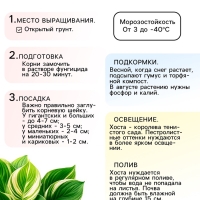 Хоста «Абиква Дринкинг Гурд», корневище в пакете с торфогрунтом, р-р I, 1 шт.