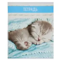 Тетрадь 36 листов в клетку, Calligrata &laquo;Кошки&raquo;, МИКС