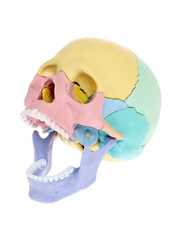Набор для опытов &laquo;Череп человека&raquo;, анатомическая модель