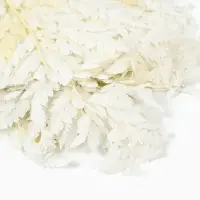 Сухоцвет Папоротник МИКС, 10 шт в упаковке