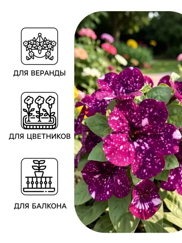Семена цветов Петуния Дот Стар F1 &laquo;Андромеда&raquo;, многоцветковая, 5 шт.