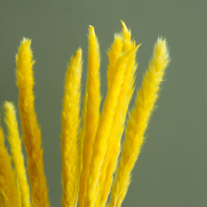 Сухоцвет &laquo;Камыш&raquo; набор 15 шт, цвет оранжевый