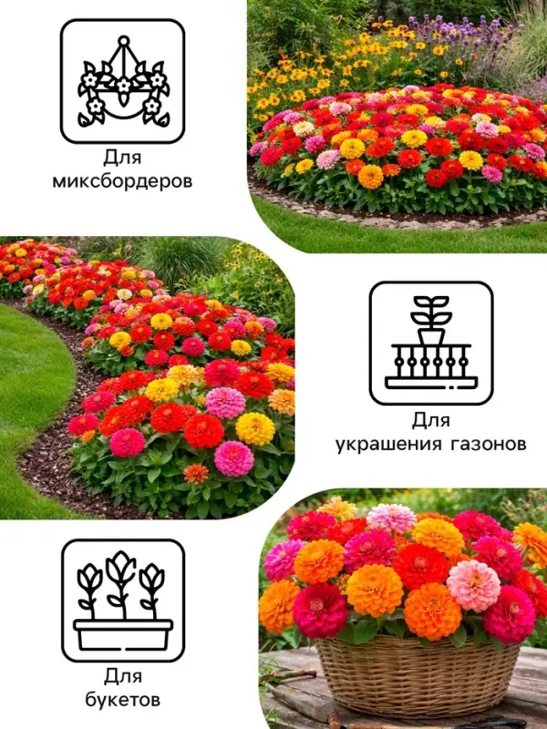 Семена цветов Цинния &laquo;Фейерверк&raquo;, смесь, 0.2 г, &laquo;Рецепты дедушки Никиты&raquo;