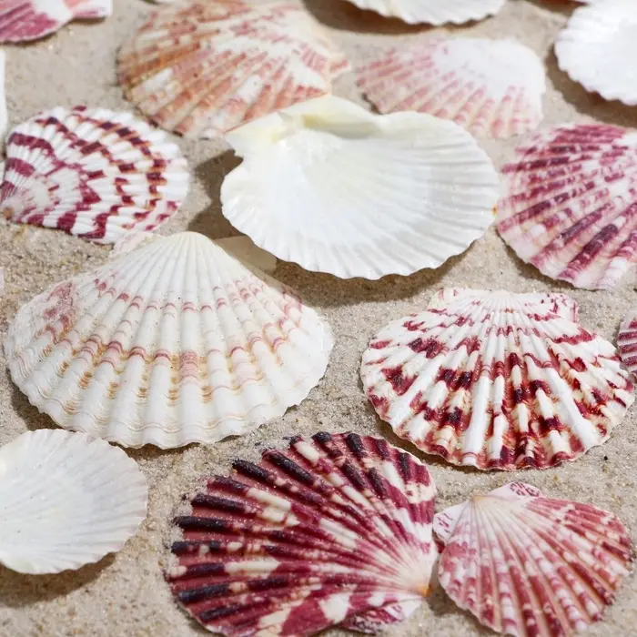 Набор ракушек, "Гребешок пуксидатус", размер 4 - 6 см, 100 г Набор ракушек, "Гребешок пуксидатус", размер 4 - 6 см, 100 г