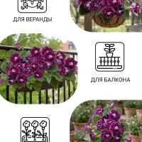Семена цветов Глоксиния &laquo;Брокэйд&raquo;, фиолетовая, F1, 5 шт., &laquo;Престиж семена&raquo;