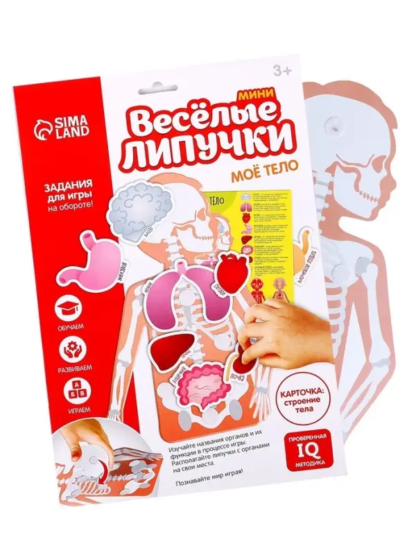 Игра на липучках &laquo;Моё тело&raquo;, анатомия