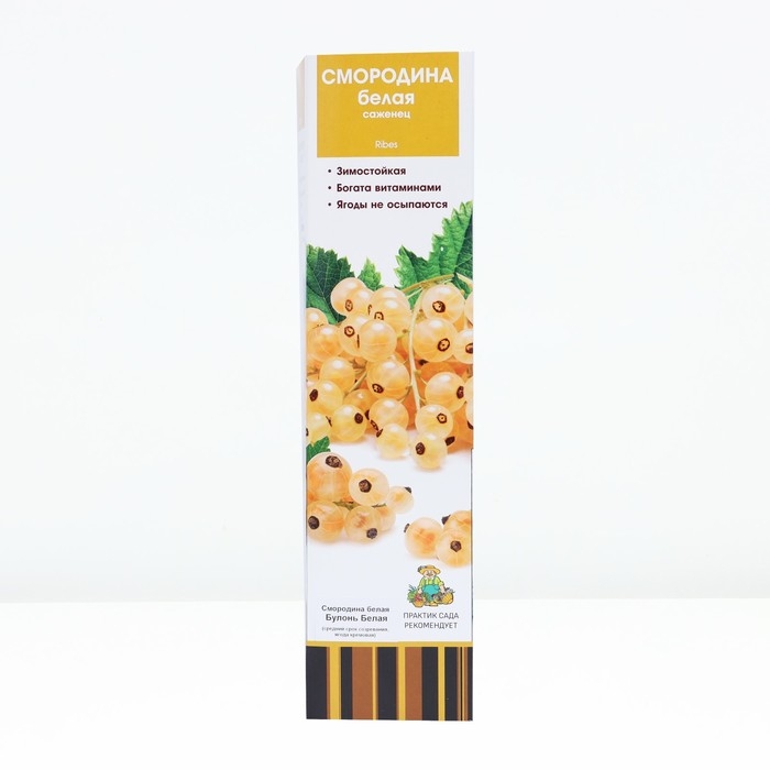 Смородина белая «Булонь белая», традиционные сорта, саженец, туба, 1 шт. Смородина белая «Булонь белая», традиционные сорта, саженец, туба, 1 шт.