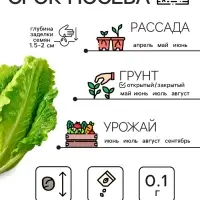 Семена Капуста пекинская "Неженка", 0,1 г