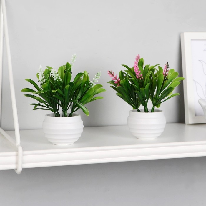 Бонсай в горшке Бонсай в горшке "Гадючий лук" 5,5х10 см, микс