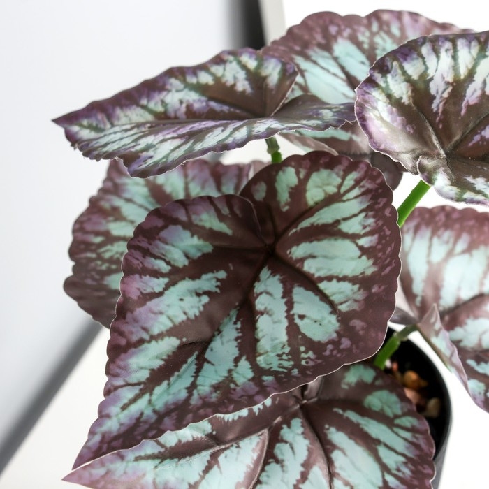 Бонсай в горшке Бонсай в горшке "Каладиум премиум экстра" 21х10 см, микс