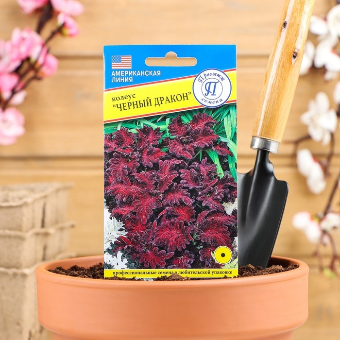Семена цветов Колеус  Семена цветов Колеус "Черный дракон" F1, О, 10 шт