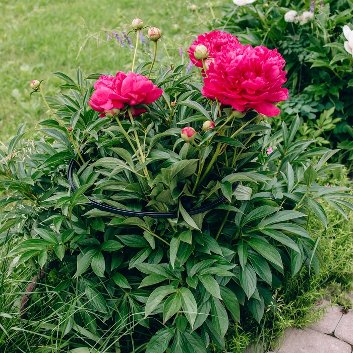 Кустодержатель, d = 45 см, h = 50 см, ножка d = 2 см, пластик, МИКС Кустодержатель, d = 45 см, h = 50 см, ножка d = 2 см, пластик, МИКС