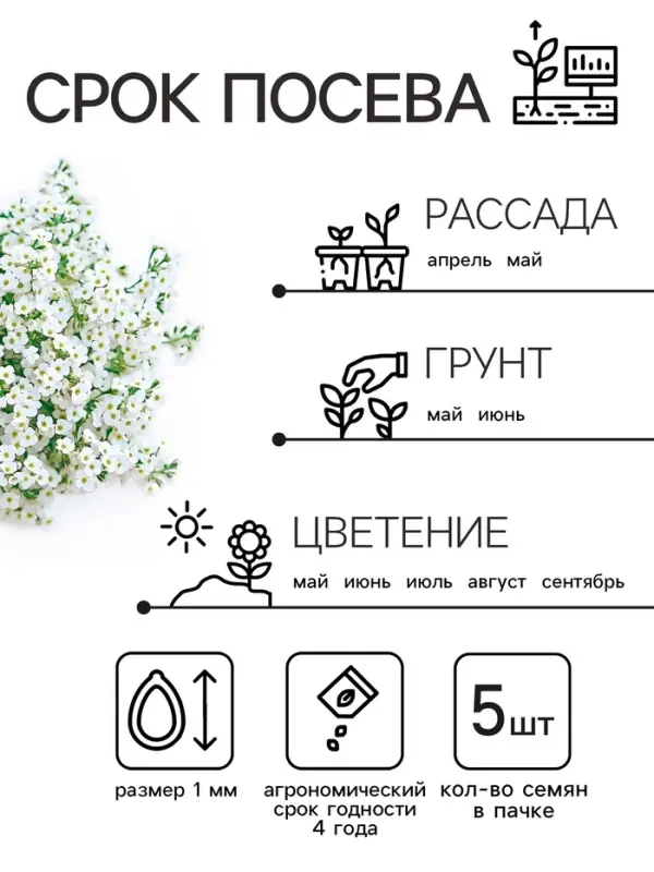 Семена цветов Алиссум  Семена цветов Алиссум "Снежные узоры", 5 шт.