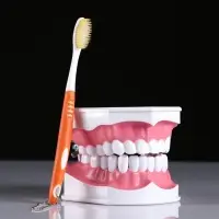 Анатомическая модель &laquo;Макет челюсти человека&raquo;, 12&times;9 см