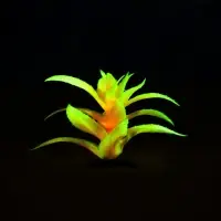 Растение для аквариума и террариума, светящееся, 10 см, красное