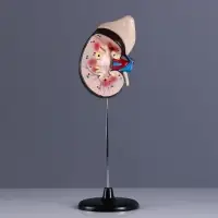Анатомическая модель &laquo;Макет почки человека&raquo;, 14&times;30 см