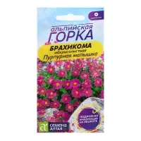 Семена Брахикома "Пурпурная малышка", ц/п,  0,05 гр.