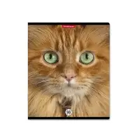 Тетрадь 96 листов в клетку ErichKrause Cats, обложка мелованный картон, матовая ламинация, выборочный УФ-лак, блок офсет 100% белизна, МИКС (1 вид в спай�...