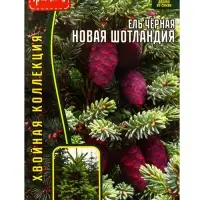Семена Ель чёрная &laquo;Новая Шотландия&raquo;, 20 шт., &laquo;Григорьев&raquo;