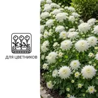 Семена цветов Хризантема многоцветковая &laquo;Королева лета&raquo;, 0.03 г, &laquo;УРОЖАЙ УДАЧИ&raquo;