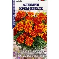 Семена Бархатцы Алюмия Крем-Брюле F1 /Сотка/ 10шт/ h-25-30см d-6см/*1800