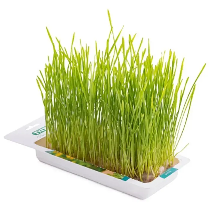 Трава TiTBiT для кошек, пшеница, 50 г Трава TiTBiT для кошек, пшеница, 50 г