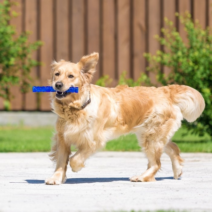 Игрушка тренировочная жевательная Игрушка тренировочная жевательная "Палка" полая, 24,5 см, синяя