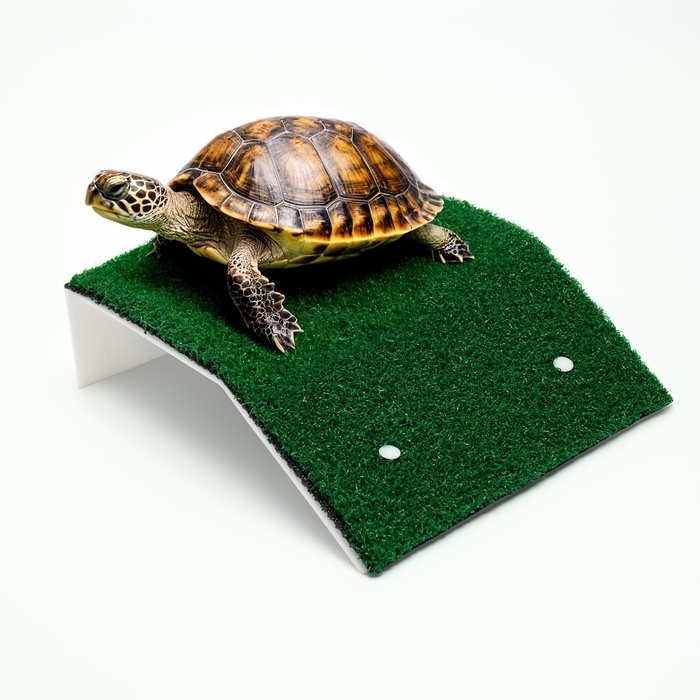 Мостик для черепах большой, на присосках, 20,5 х 20 х 6 см