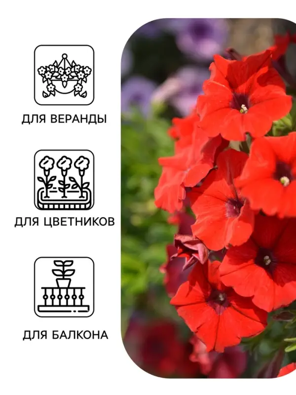 Семена цветов Петуния &laquo;Ура&raquo;, F1, красная, драже в пробирке, Syngenta, 7 шт., &laquo;Агрофирма АЭЛИТА&raquo;