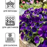 Семена цветов Петуния &laquo;БУУМ! Эйч Ди&raquo; F1, блю, многоцветковая, драже, 7 шт.